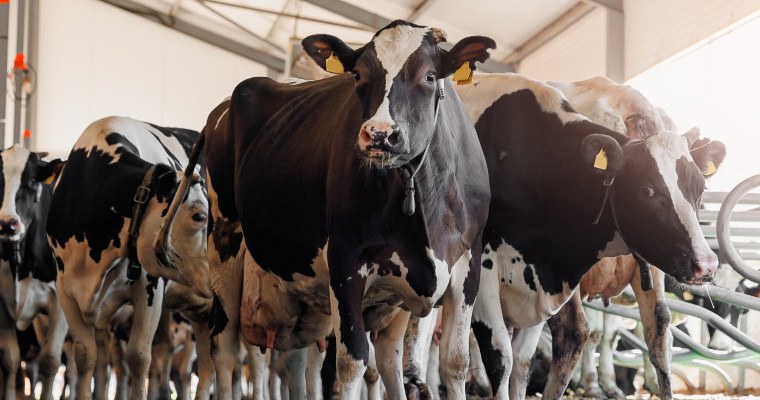 Seguro rural para gado: como proteger seu rebanho e evitar grandes prejuízos