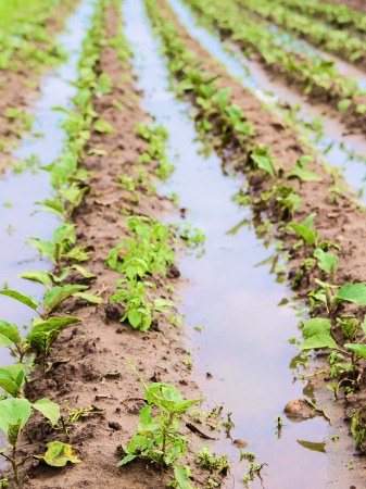 Seguro Agrícola — M&A Corretora